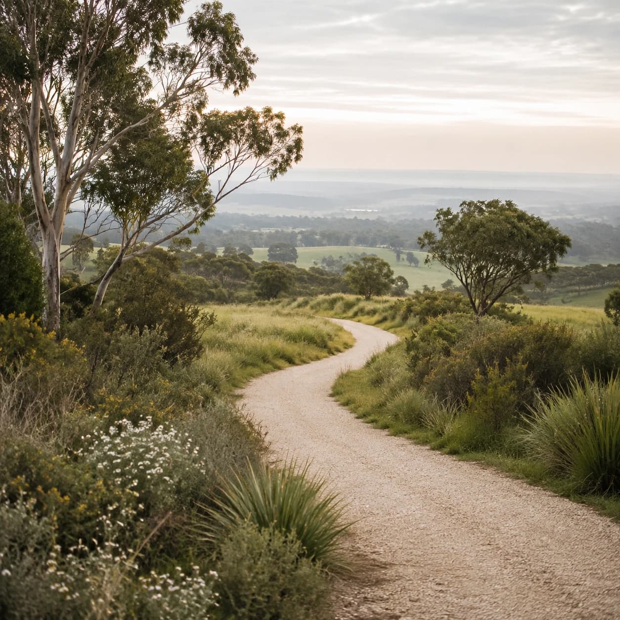 A winding path through green meadows and eucalyptus trees